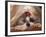 Shih Tzu Lying Down with Hair Tied Up-Adriano Bacchella-Framed Photographic Print