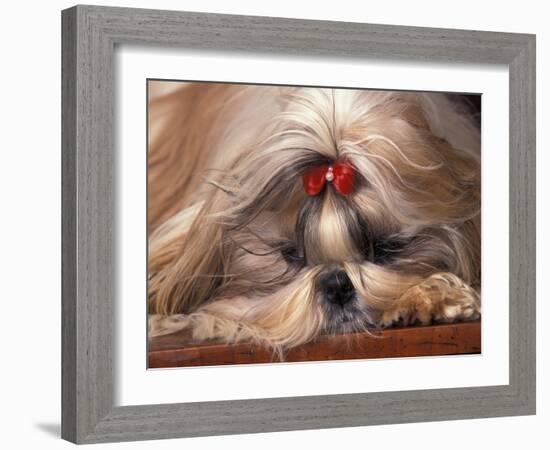 Shih Tzu Lying Down with Hair Tied Up-Adriano Bacchella-Framed Photographic Print