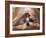 Shih Tzu Lying Down with Hair Tied Up-Adriano Bacchella-Framed Photographic Print