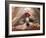 Shih Tzu Lying Down with Hair Tied Up-Adriano Bacchella-Framed Photographic Print