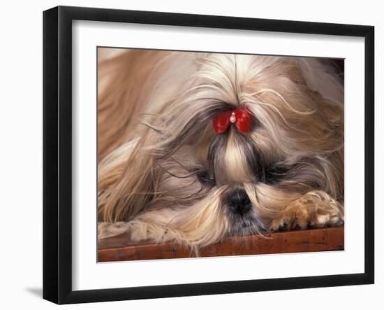 Shih Tzu Lying Down with Hair Tied Up-Adriano Bacchella-Framed Photographic Print