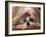 Shih Tzu Lying Down with Hair Tied Up-Adriano Bacchella-Framed Photographic Print