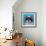 Shih Tzu on Blue-Carolee Vitaletti-Framed Art Print displayed on a wall