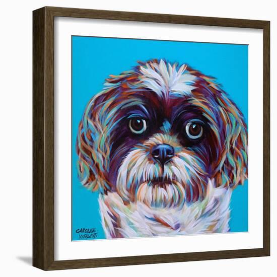 Shih Tzu on Blue-Carolee Vitaletti-Framed Art Print