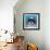 Shih Tzu on Blue-Carolee Vitaletti-Framed Art Print displayed on a wall