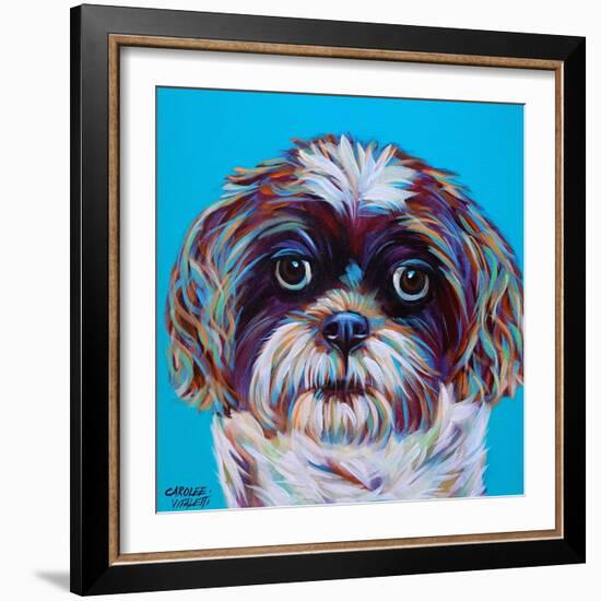 Shih Tzu on Blue-Carolee Vitaletti-Framed Art Print