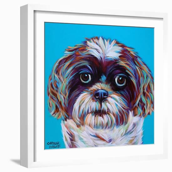 Shih Tzu on Blue-Carolee Vitaletti-Framed Art Print