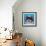 Shih Tzu on Blue-Carolee Vitaletti-Framed Art Print displayed on a wall