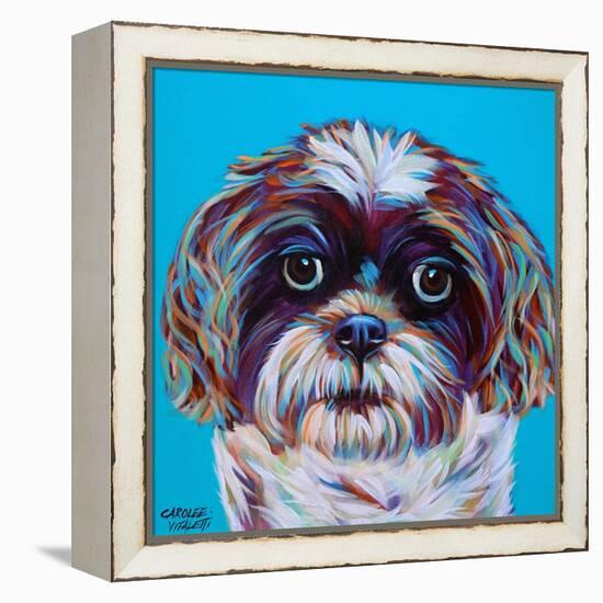 Shih Tzu on Blue-Carolee Vitaletti-Framed Stretched Canvas