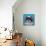 Shih Tzu on Blue-Carolee Vitaletti-Framed Stretched Canvas displayed on a wall