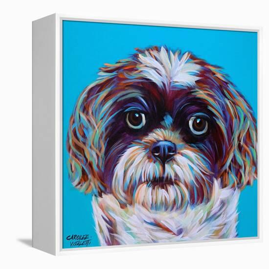 Shih Tzu on Blue-Carolee Vitaletti-Framed Stretched Canvas