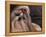 Shih Tzu Portrait with Hair Tied Up, Head Tilted to One Side-Adriano Bacchella-Framed Premier Image Canvas