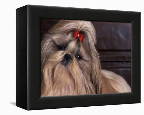 Shih Tzu Portrait with Hair Tied Up, Head Tilted to One Side-Adriano Bacchella-Framed Premier Image Canvas