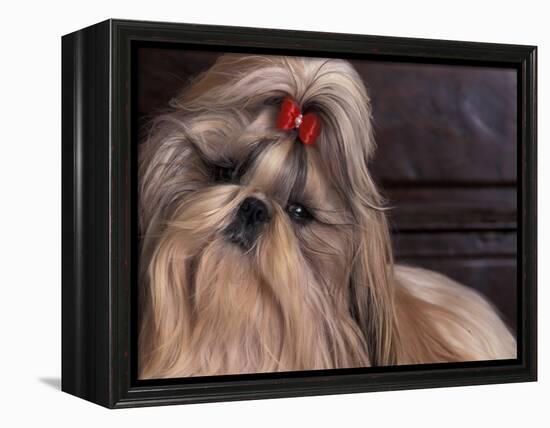 Shih Tzu Portrait with Hair Tied Up, Head Tilted to One Side-Adriano Bacchella-Framed Premier Image Canvas