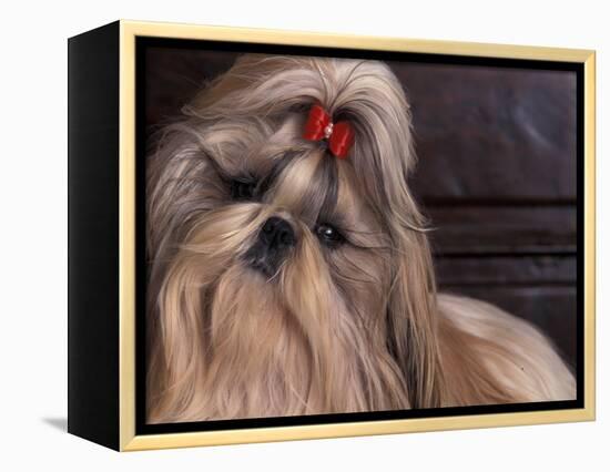 Shih Tzu Portrait with Hair Tied Up, Head Tilted to One Side-Adriano Bacchella-Framed Premier Image Canvas