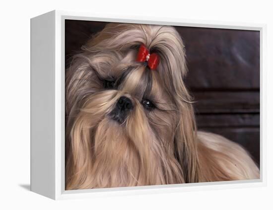 Shih Tzu Portrait with Hair Tied Up, Head Tilted to One Side-Adriano Bacchella-Framed Premier Image Canvas