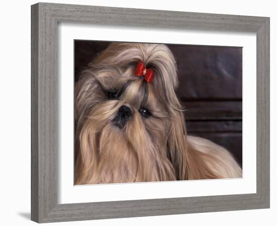 Shih Tzu Portrait with Hair Tied Up, Head Tilted to One Side-Adriano Bacchella-Framed Photographic Print