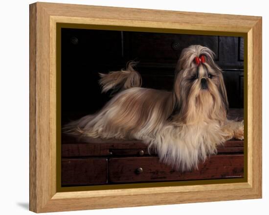 Shih Tzu Portrait with Hair Tied Up, Lying on Drawers-Adriano Bacchella-Framed Premier Image Canvas