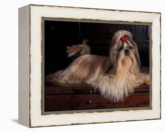 Shih Tzu Portrait with Hair Tied Up, Lying on Drawers-Adriano Bacchella-Framed Premier Image Canvas