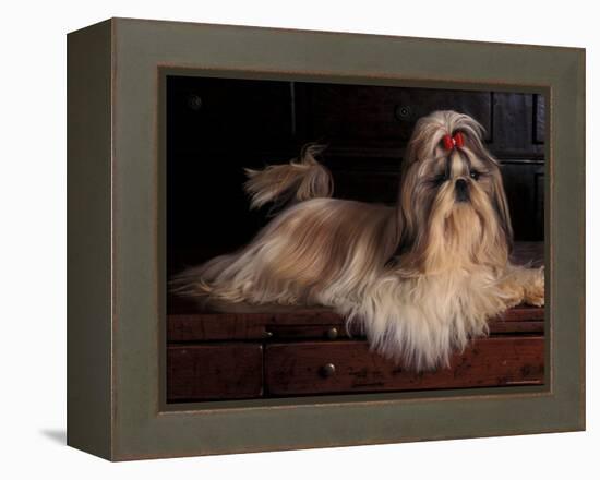 Shih Tzu Portrait with Hair Tied Up, Lying on Drawers-Adriano Bacchella-Framed Premier Image Canvas