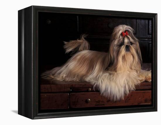 Shih Tzu Portrait with Hair Tied Up, Lying on Drawers-Adriano Bacchella-Framed Premier Image Canvas