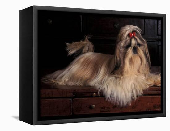 Shih Tzu Portrait with Hair Tied Up, Lying on Drawers-Adriano Bacchella-Framed Premier Image Canvas