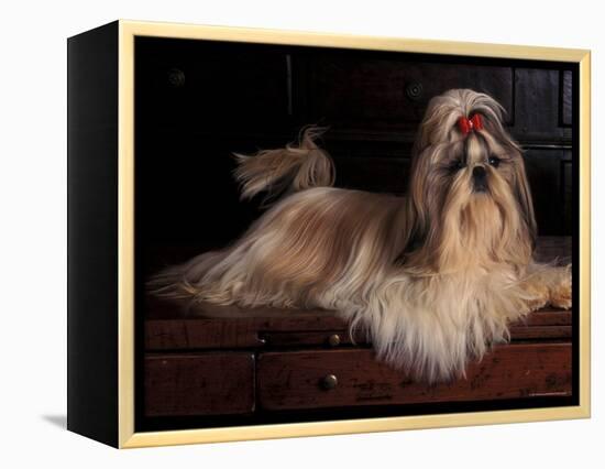 Shih Tzu Portrait with Hair Tied Up, Lying on Drawers-Adriano Bacchella-Framed Premier Image Canvas