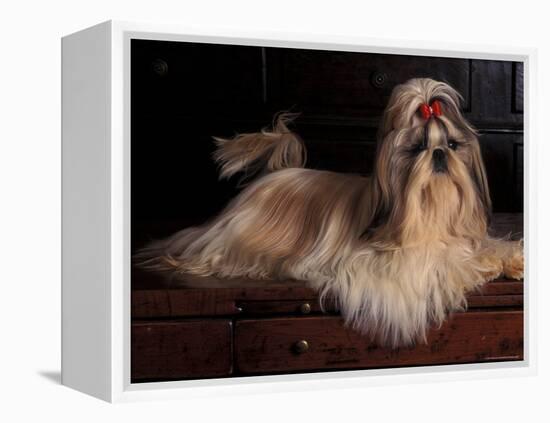 Shih Tzu Portrait with Hair Tied Up, Lying on Drawers-Adriano Bacchella-Framed Premier Image Canvas