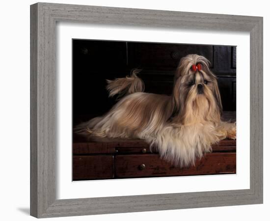 Shih Tzu Portrait with Hair Tied Up, Lying on Drawers-Adriano Bacchella-Framed Photographic Print