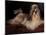 Shih Tzu Portrait with Hair Tied Up, Lying on Drawers-Adriano Bacchella-Mounted Photographic Print