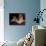 Shih Tzu Portrait with Hair Tied Up, Lying on Drawers-Adriano Bacchella-Photographic Print displayed on a wall