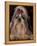 Shih Tzu Portrait with Hair Tied Up, Showing Length of Facial Hair-Adriano Bacchella-Framed Premier Image Canvas