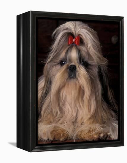 Shih Tzu Portrait with Hair Tied Up, Showing Length of Facial Hair-Adriano Bacchella-Framed Premier Image Canvas