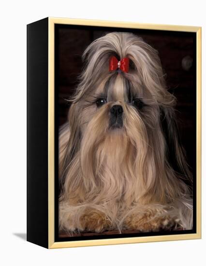 Shih Tzu Portrait with Hair Tied Up, Showing Length of Facial Hair-Adriano Bacchella-Framed Premier Image Canvas