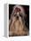 Shih Tzu Portrait with Hair Tied Up, Showing Length of Facial Hair-Adriano Bacchella-Framed Premier Image Canvas