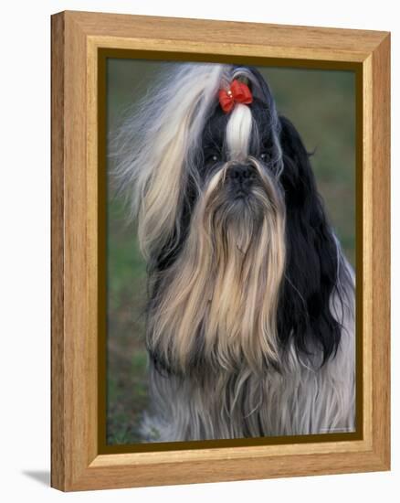 Shih Tzu Portrait with Hair Tied Up, Showing Length of Facial Hair-Adriano Bacchella-Framed Premier Image Canvas