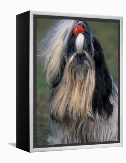 Shih Tzu Portrait with Hair Tied Up, Showing Length of Facial Hair-Adriano Bacchella-Framed Premier Image Canvas