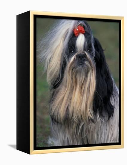 Shih Tzu Portrait with Hair Tied Up, Showing Length of Facial Hair-Adriano Bacchella-Framed Premier Image Canvas