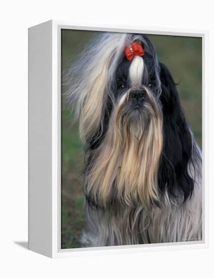 Shih Tzu Portrait with Hair Tied Up, Showing Length of Facial Hair-Adriano Bacchella-Framed Premier Image Canvas