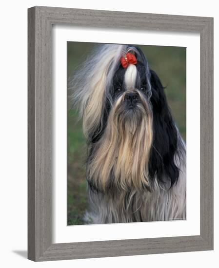 Shih Tzu Portrait with Hair Tied Up, Showing Length of Facial Hair-Adriano Bacchella-Framed Photographic Print