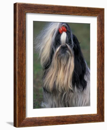 Shih Tzu Portrait with Hair Tied Up, Showing Length of Facial Hair-Adriano Bacchella-Framed Photographic Print