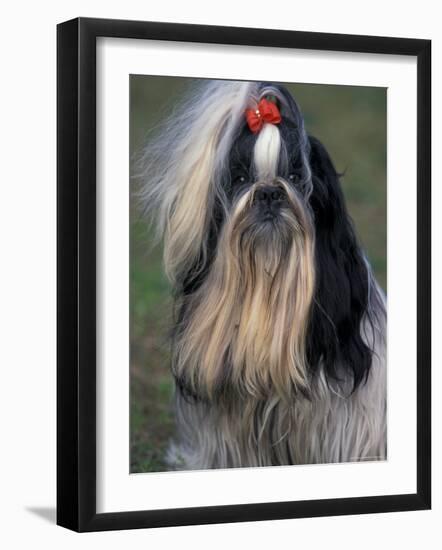 Shih Tzu Portrait with Hair Tied Up, Showing Length of Facial Hair-Adriano Bacchella-Framed Photographic Print