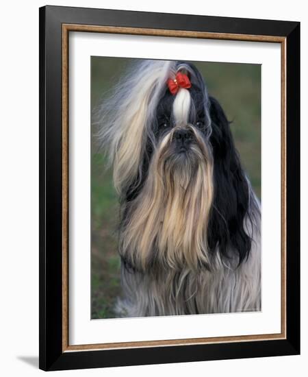 Shih Tzu Portrait with Hair Tied Up, Showing Length of Facial Hair-Adriano Bacchella-Framed Photographic Print