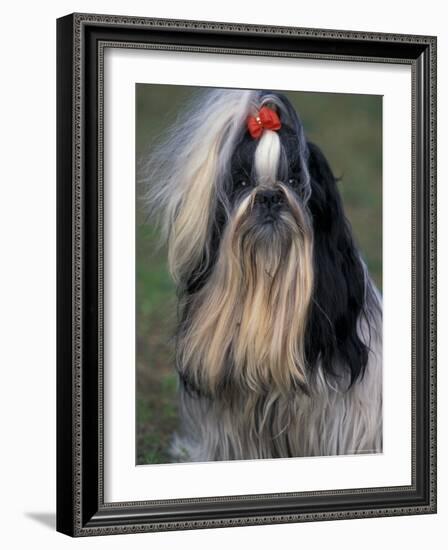 Shih Tzu Portrait with Hair Tied Up, Showing Length of Facial Hair-Adriano Bacchella-Framed Photographic Print