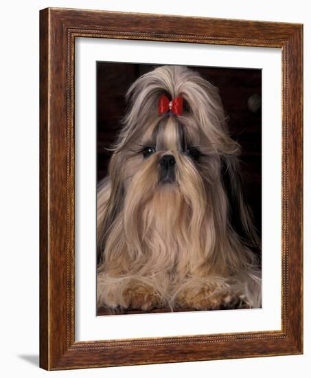 Shih Tzu Portrait with Hair Tied Up, Showing Length of Facial Hair-Adriano Bacchella-Framed Photographic Print