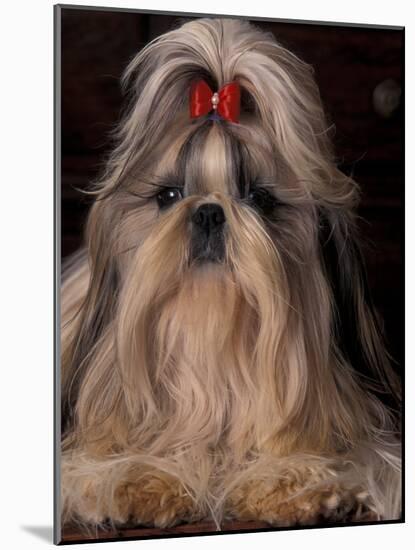 Shih Tzu Portrait with Hair Tied Up, Showing Length of Facial Hair-Adriano Bacchella-Mounted Photographic Print