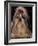 Shih Tzu Portrait with Hair Tied Up, Showing Length of Facial Hair-Adriano Bacchella-Framed Photographic Print