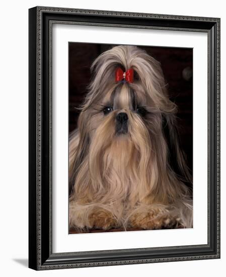 Shih Tzu Portrait with Hair Tied Up, Showing Length of Facial Hair-Adriano Bacchella-Framed Photographic Print