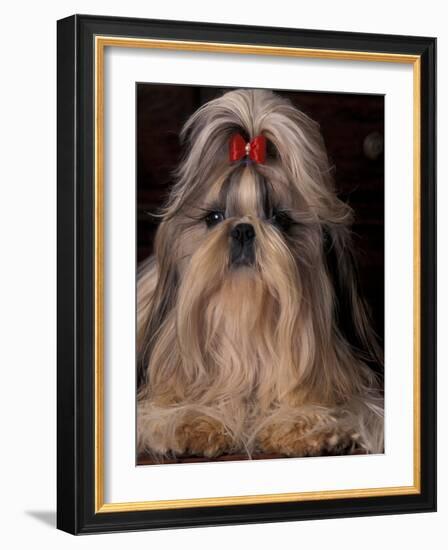 Shih Tzu Portrait with Hair Tied Up, Showing Length of Facial Hair-Adriano Bacchella-Framed Photographic Print