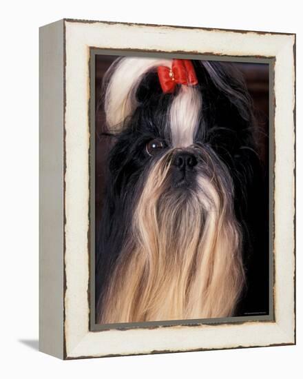 Shih Tzu Portrait with Hair Tied Up-Adriano Bacchella-Framed Premier Image Canvas